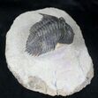 Rare Minicryphaeus Giganteus Trilobite - #20744-7